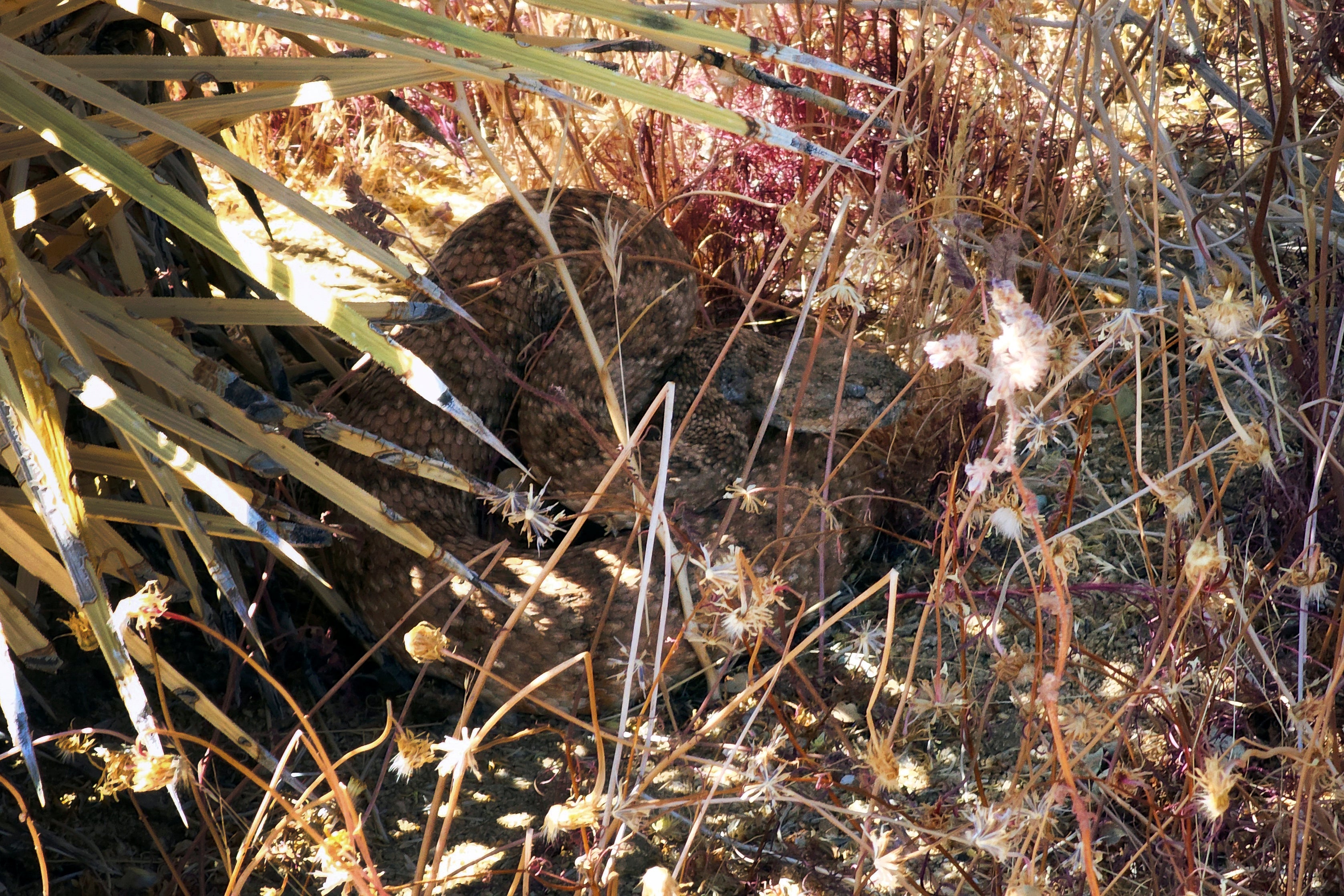 CALIFORNIA-SEMILLAS DE DESIERTO