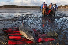 En Cabo Cod varan más delfines que en otras zonas. Ahora tendrán su propio hospital