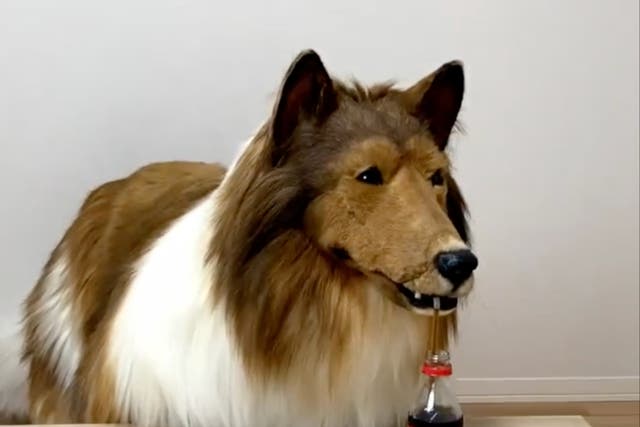 <p>Un hombre en Japón gastó miles de dólares para parecer un perro collie</p>