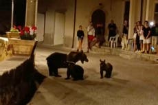 Asesinato de osa café provoca indignación en Italia