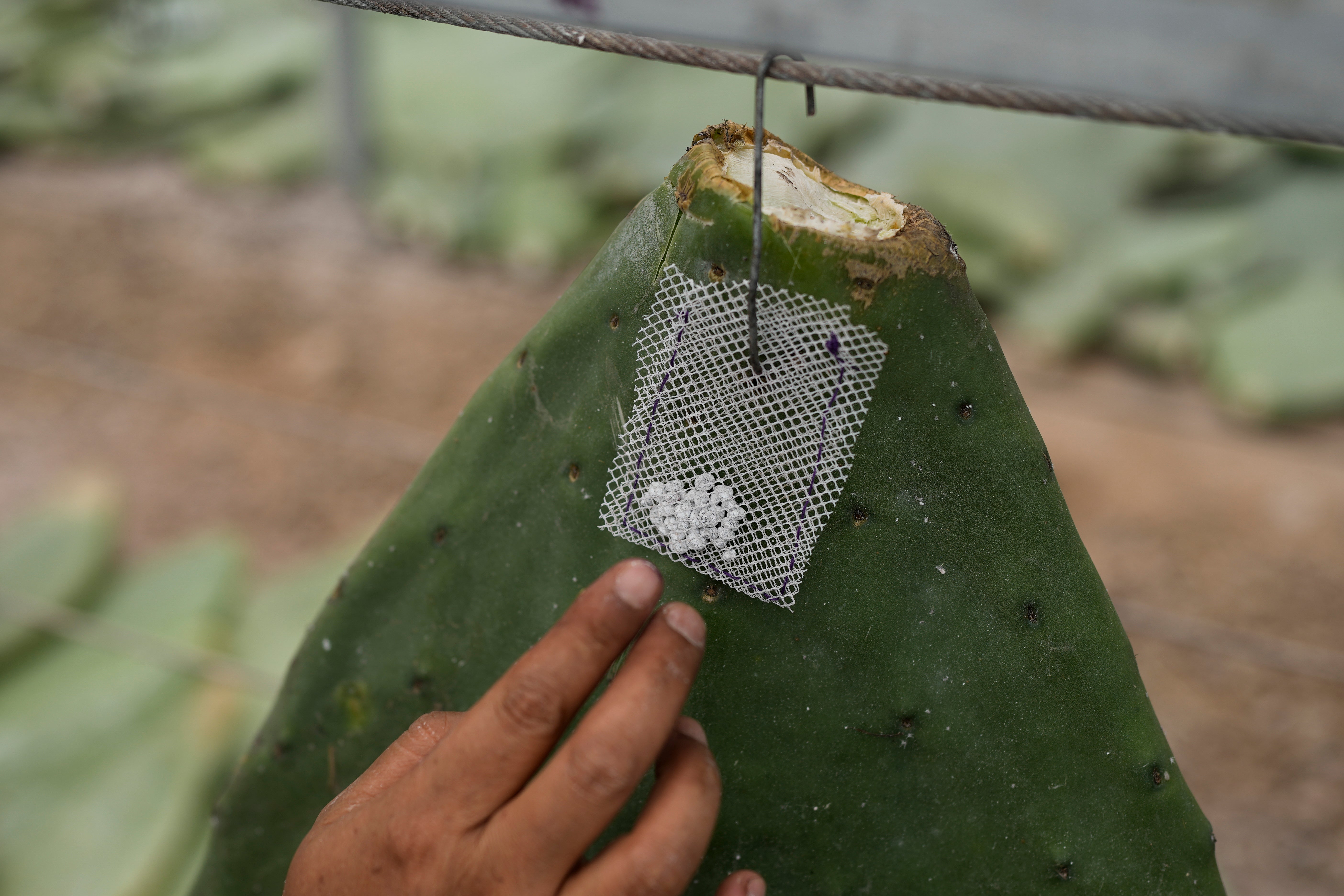 REP-GEN MÉXICO-TINTE NATURAL