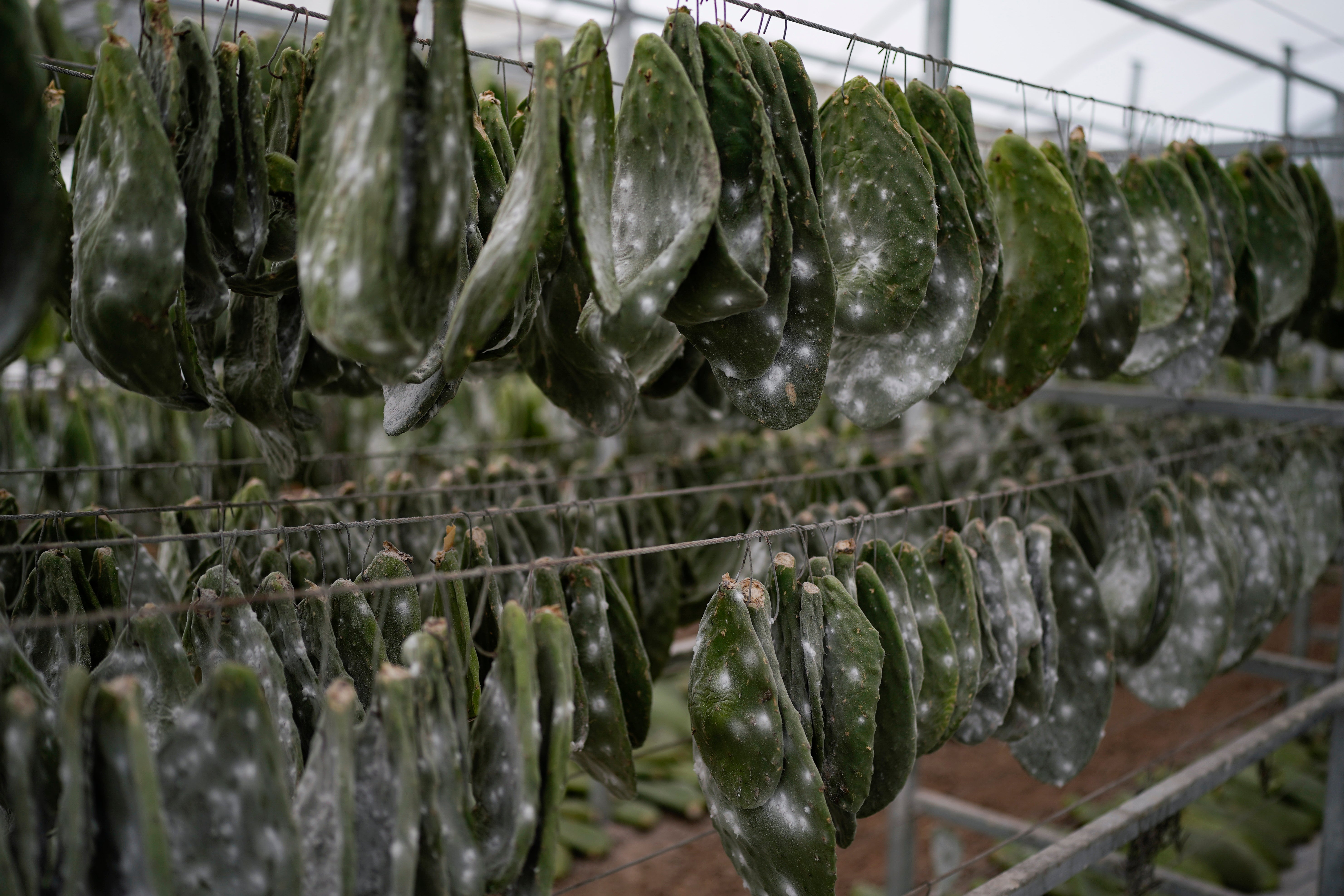 REP-GEN MÉXICO-TINTE NATURAL