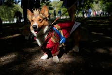 Realizan desfile de corgis en recuerdo de la reina Isabel II