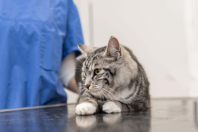 <p>Un gato durante un control médico veterinario</p>