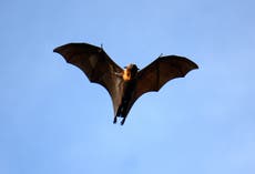 ¿Podrían los murciélagos guardar el secreto para vencer al Covid y al cáncer?
