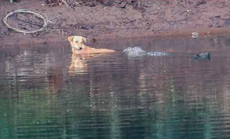 Cocodrilos sorprenden a los científicos tras ayudar a un cachorro a escapar de un río peligroso