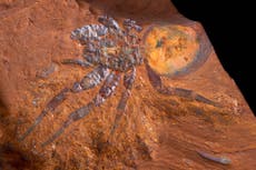 Hallan fósil de araña gigante prehistórica en Australia