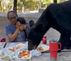 Video: oso asusta a familia en México al comerse sus tacos y enchiladas