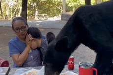Video: oso asusta a familia en México al comerse sus tacos y enchiladas