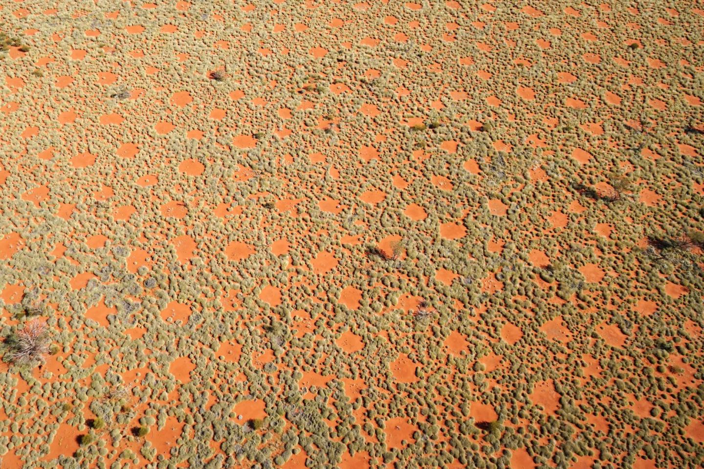 Vista aérea de los círculos de hadas. Constituyen una fuente de agua adicional en esta región árida debido a que el agua de lluvia fluye hacia la vegetación en la orilla