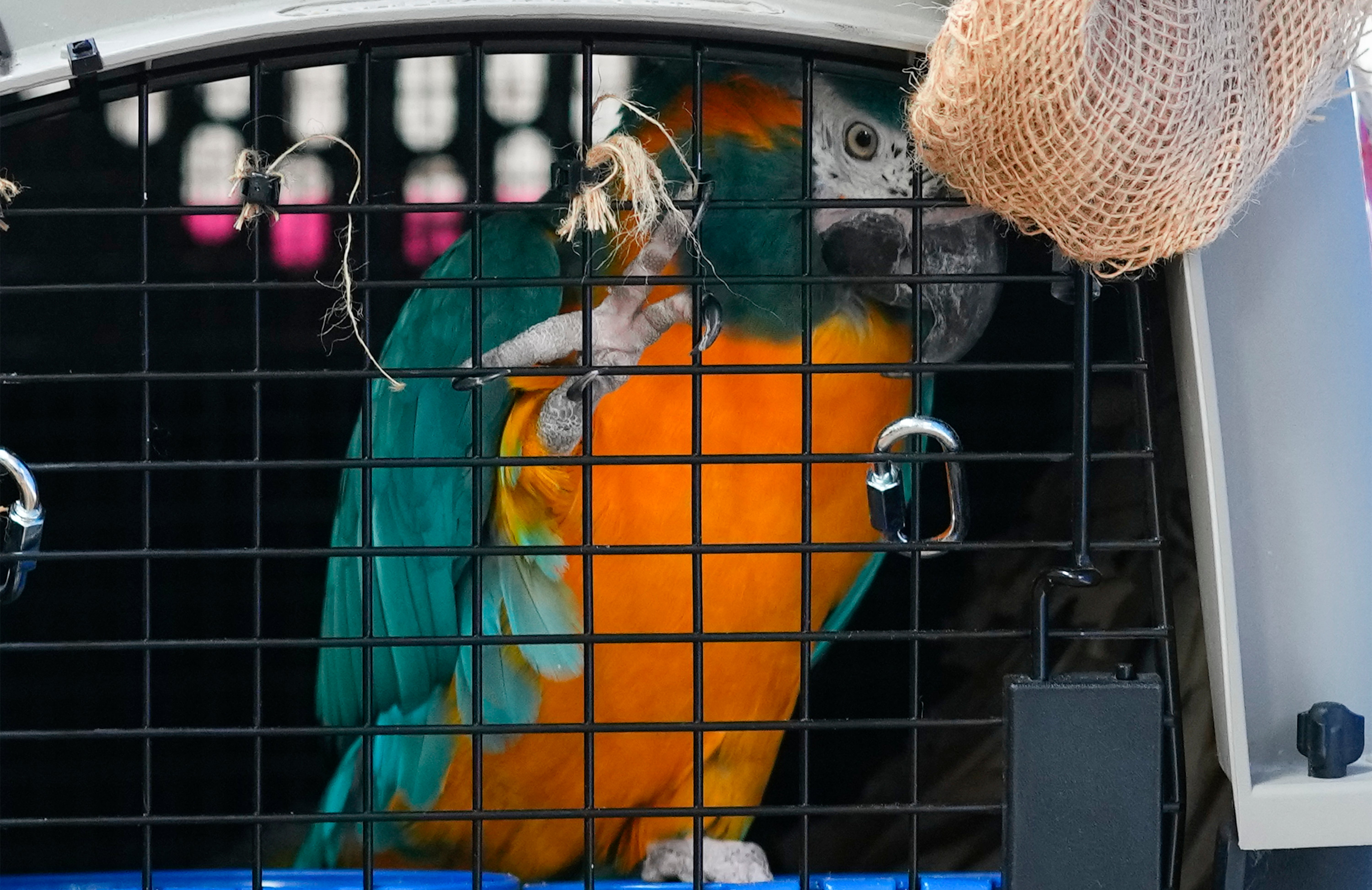 BOLIVIA-CANADÁ GUACAMAYOS