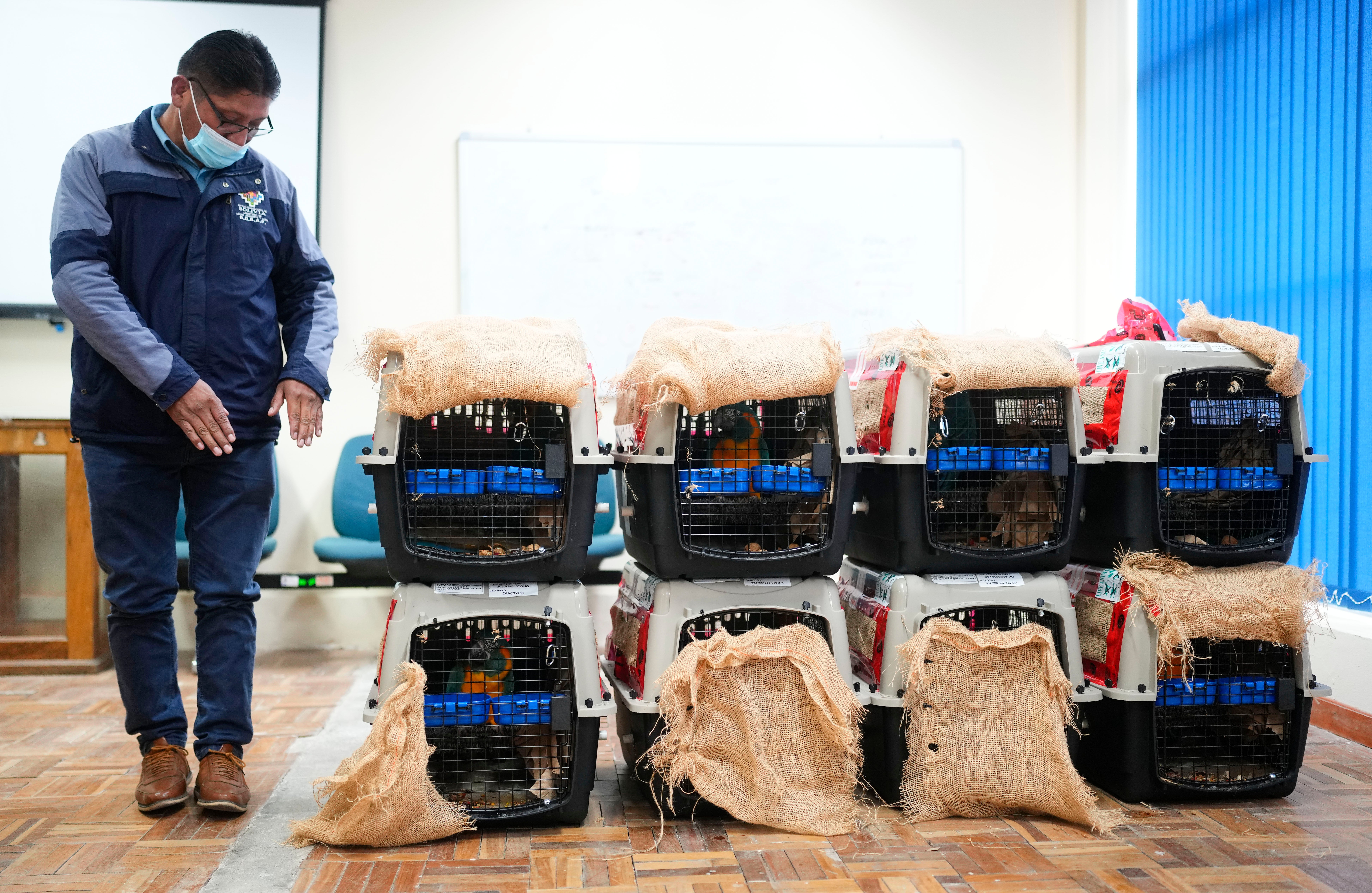 BOLIVIA-CANADÁ GUACAMAYOS