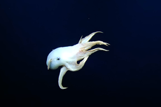 Científicos avistan raro pulpo “Dumbo” en aguas profundas frente a las islas hawaianas
