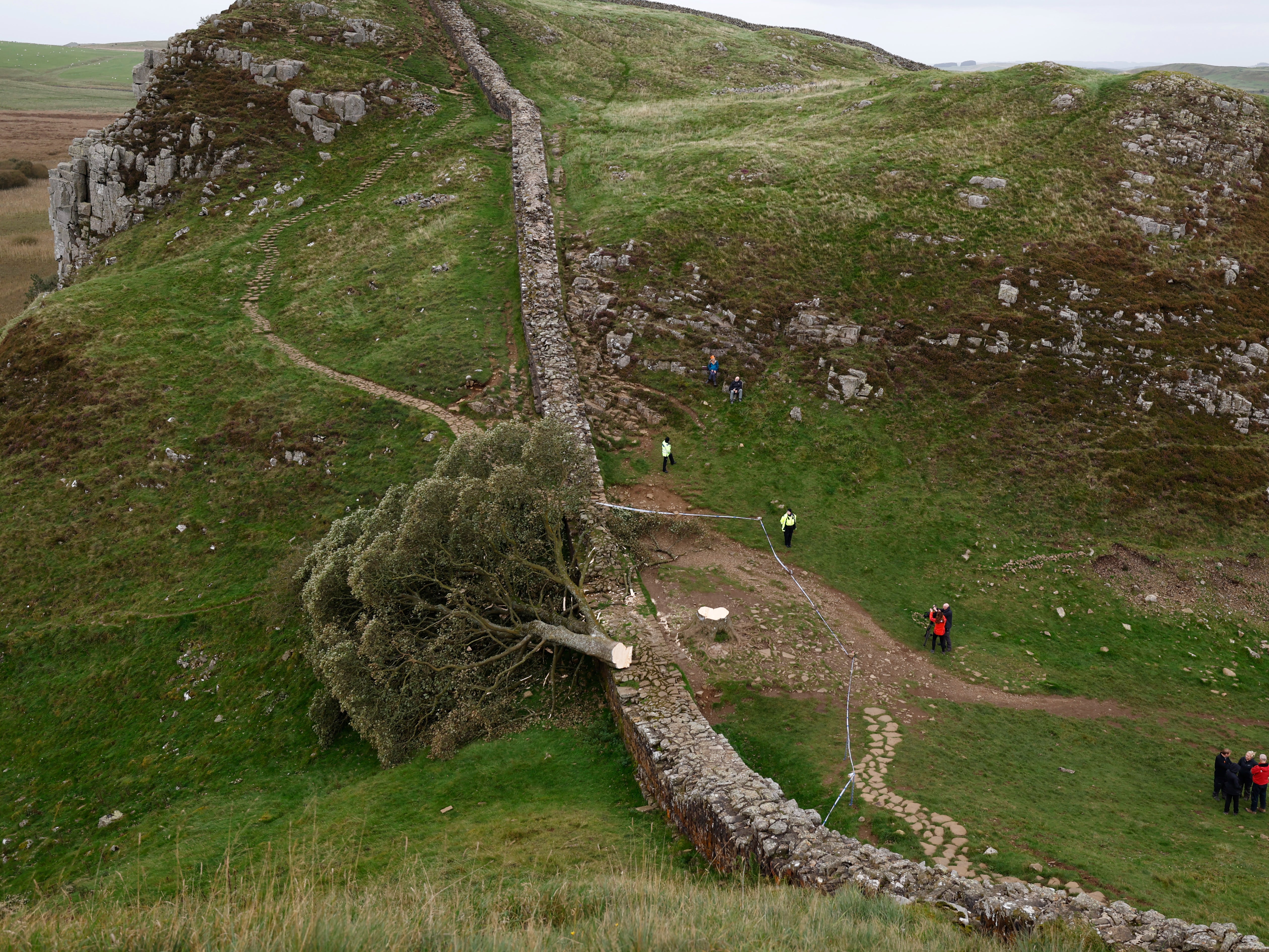El árbol de Sycamore Gap en el Muro de Adriano yace en el suelo y deja atrás un tocón en el lugar donde alguna vez se mantuvo erguido.