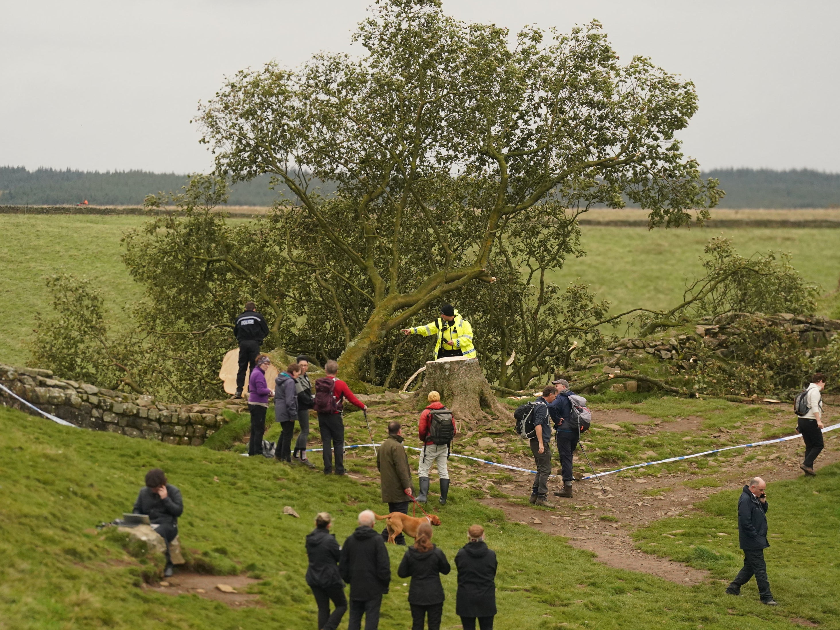 La gente mira el árbol de Sycamore Gap, junto al Muro de Adriano, en Northumberland después de que amaneciera tirado.