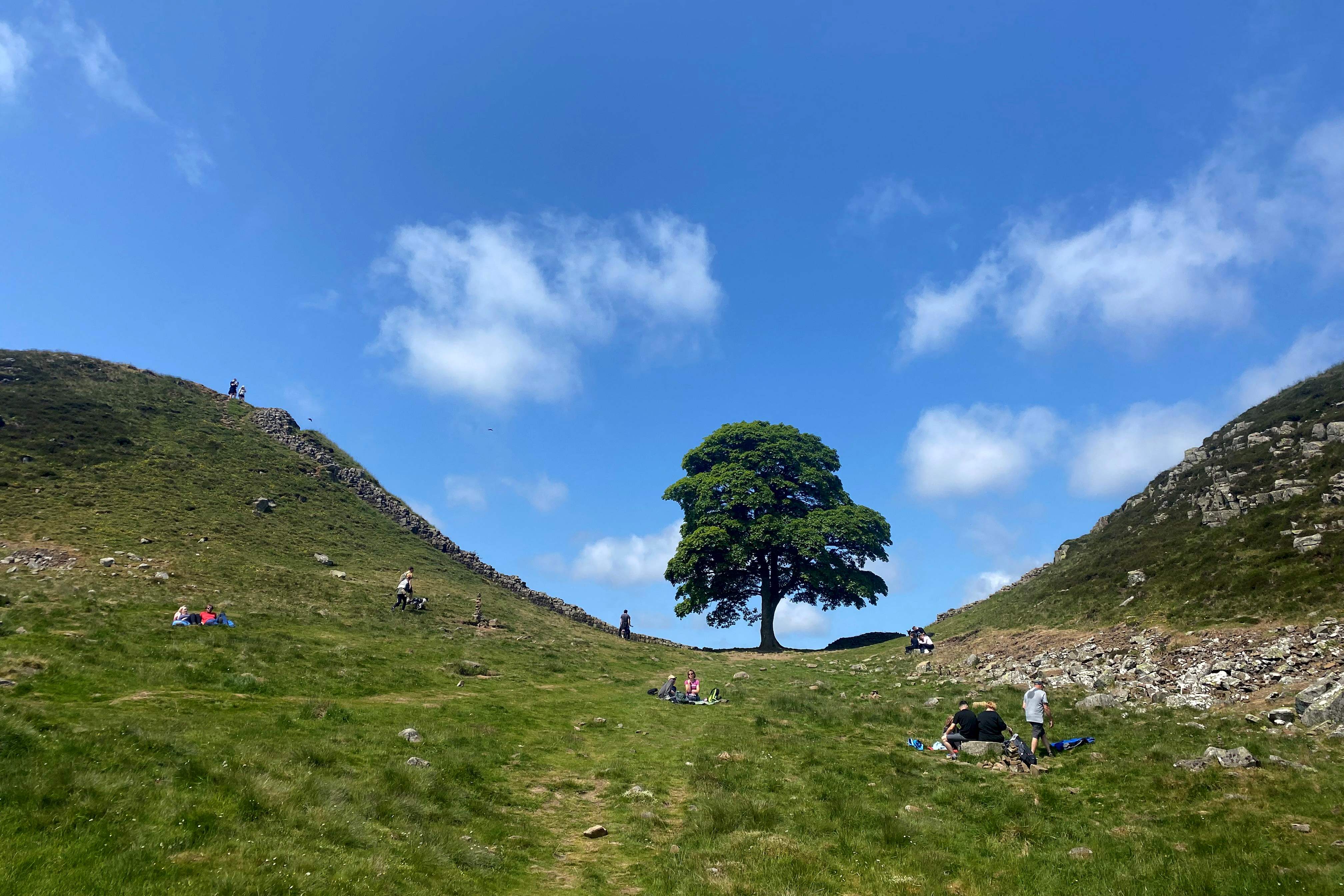 El árbol de Sycamore Gap, junto al Muro de Adriano, en Northumberland, de unos 300 años de edad, fue uno de los árboles más fotografiados del Reino Unido.