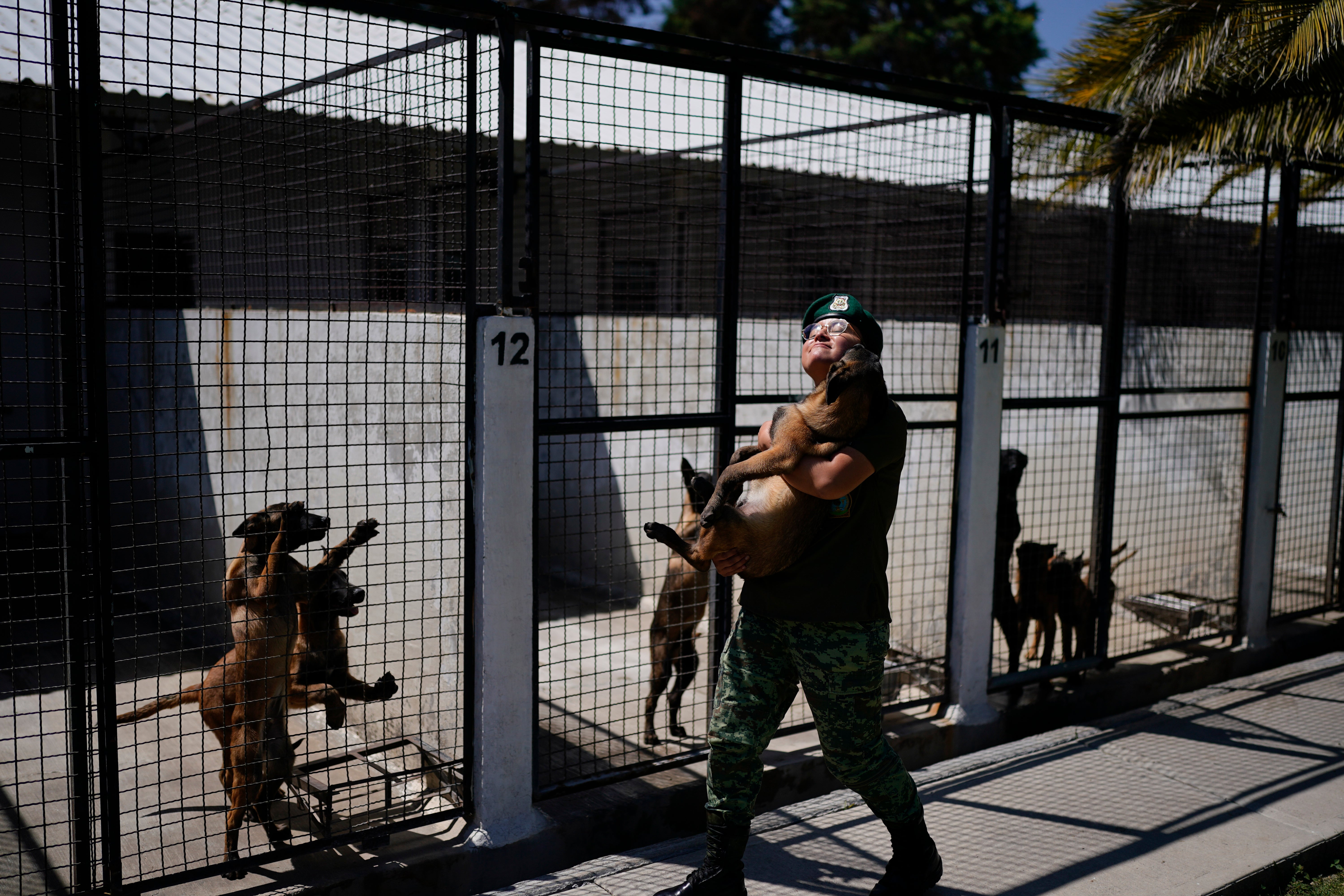 MÉXICO-EJÉRCITO-CACHORROS