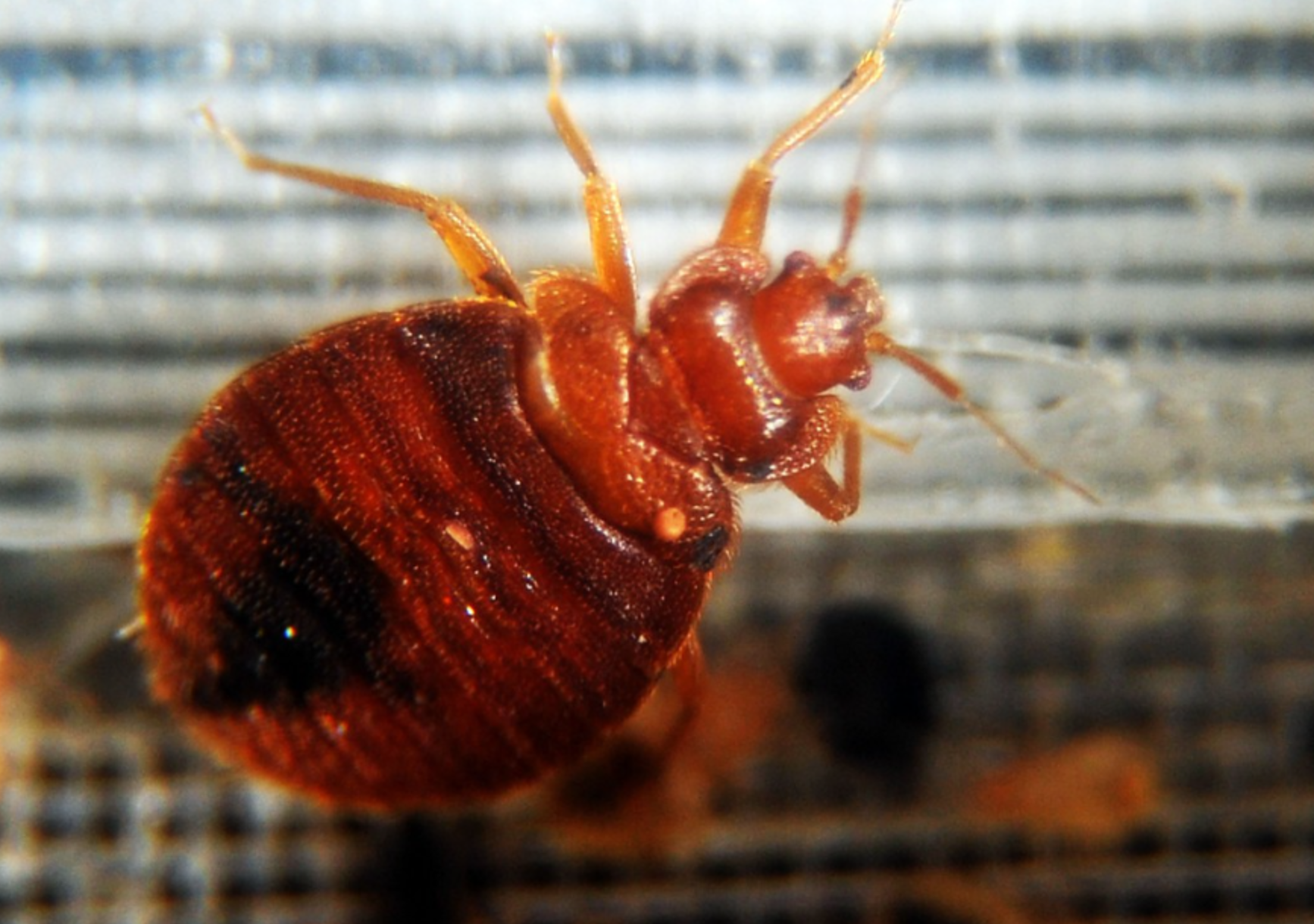 How and where did the bedbug infestation start in Mexico City?