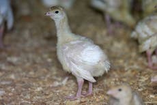 Gripe aviar mortal reaparece en aves de corral para consumo humano en EEUU