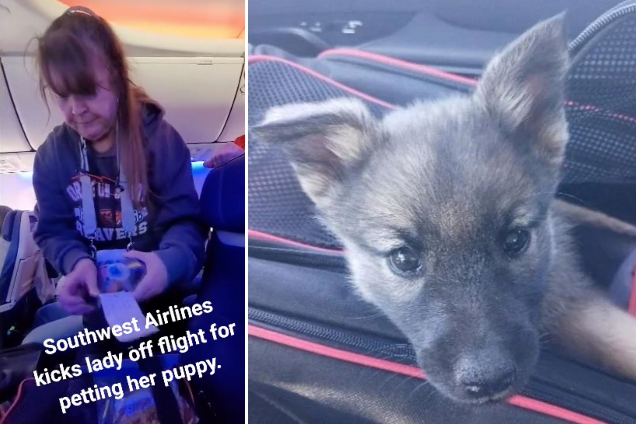 Usuarios de TikTok arremeten contra Southwest Airlines por intolerancia al llanto de un perro