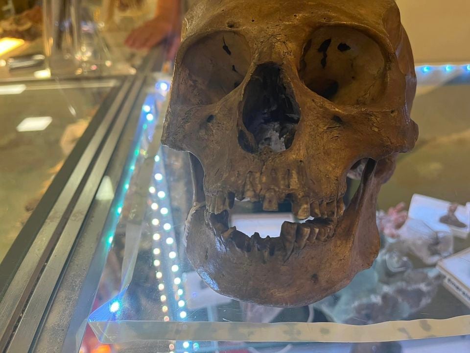 Cráneo de Halloween en una tienda de caridad de Florida resultó ser auténtico.