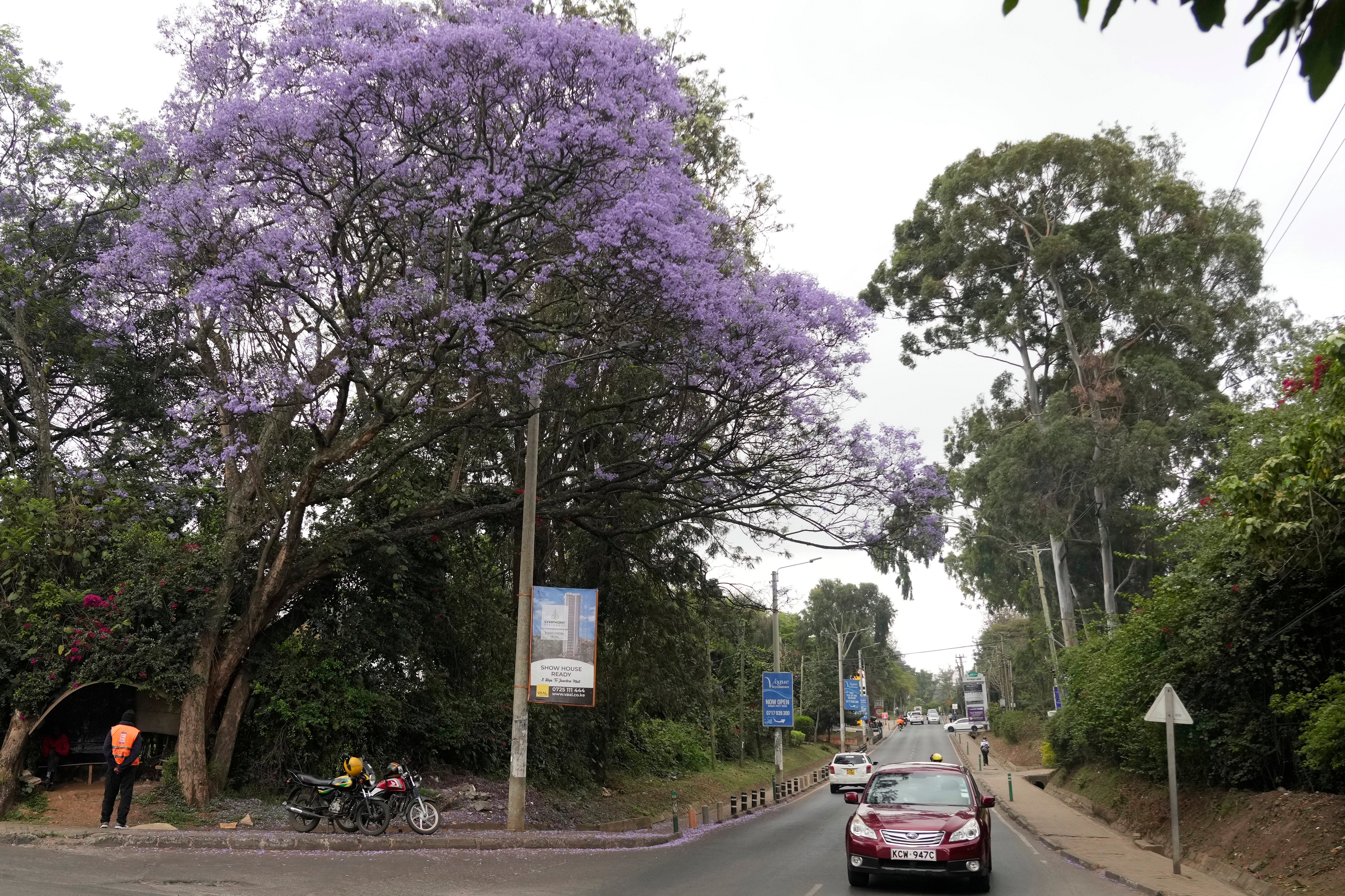 KENIA-FIESTA DEL ÁRBOL