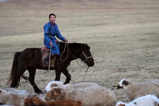 Los pastores nómadas han criado ganado en climas duros durante milenios. ¿Qué pueden enseñarnos hoy?