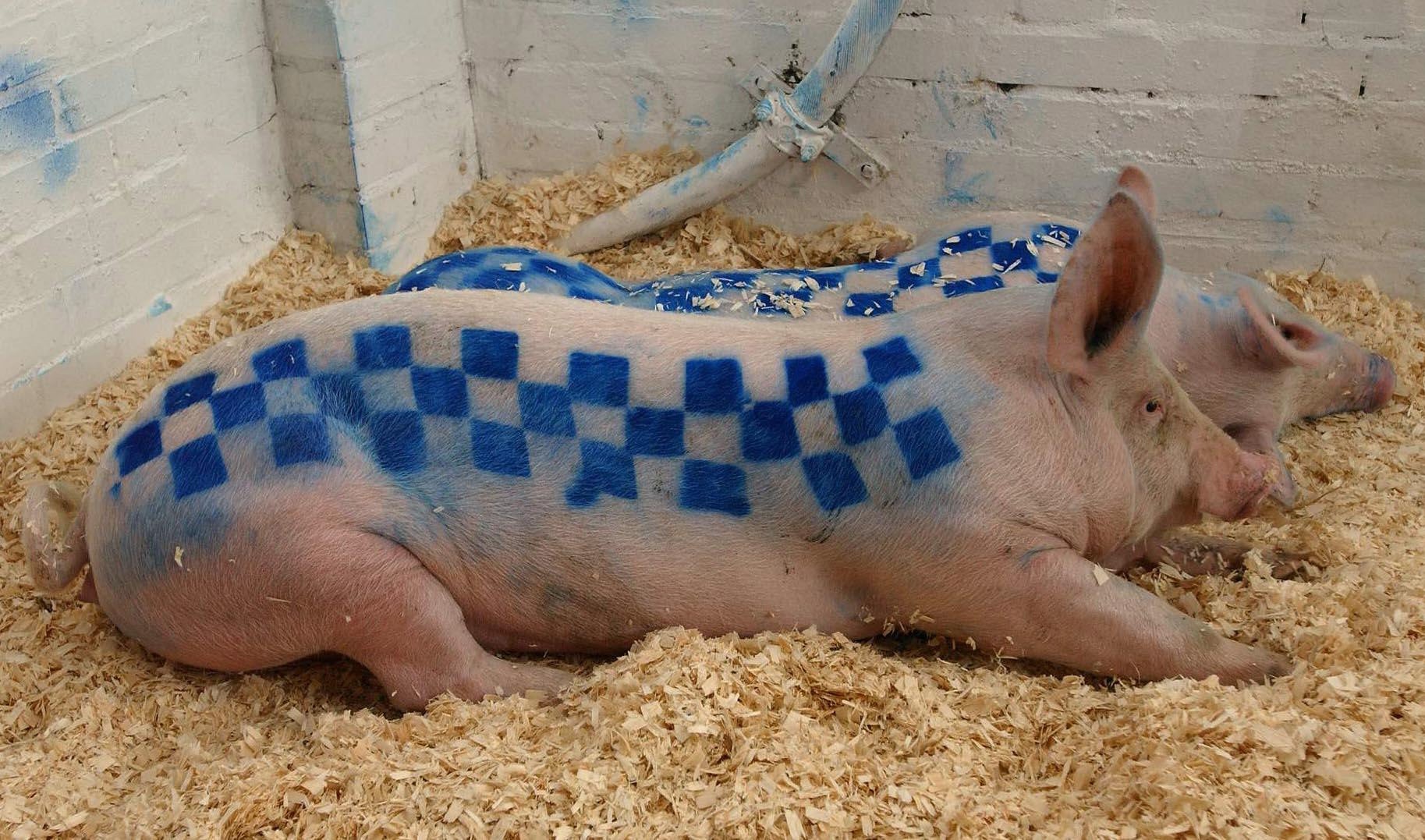 Un cerdo vivo en la primera muestra de Banksy en el Reino Unido