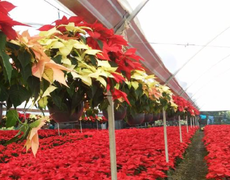 Nochebuena: lo que debes saber sobre la flor mexicana insignia de la Navidad