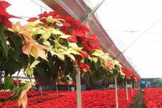 Nochebuena: lo que debes saber sobre la flor mexicana insignia de la Navidad