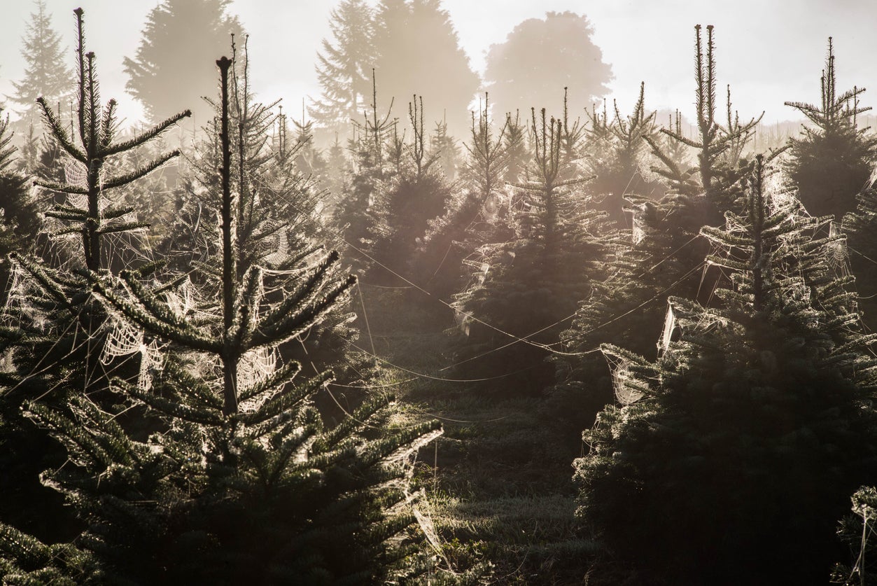 Ucrania oficializó en 2023 el cambio de la fecha de la Navidad, que pasó del 7 de enero al 25 de diciembre