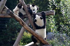El Zoo de Berlín envía a China los primeros pandas nacidos en Alemania