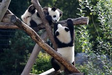 El Zoo de Berlín envía a China los primeros pandas nacidos en Alemania
