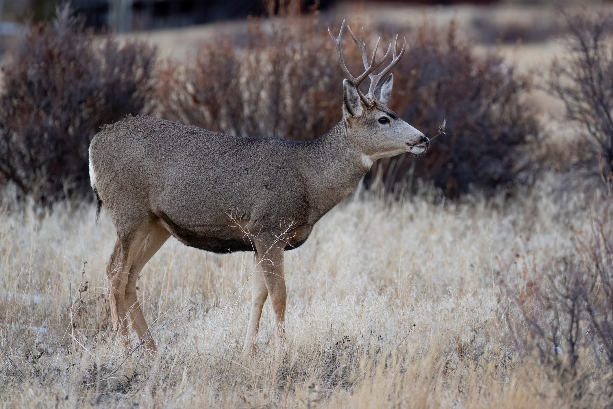 Foto de archivo de un ciervo mulo en Colorado, EEUU. Se detectaron hasta 800 casos de caquexia crónica en ciervos, ciervos canadienses y alces.