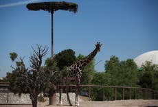 La jirafa Benito inicia su viaje de 2.000 km hacia un mejor hogar en el centro de México