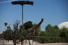 La jirafa Benito inicia su viaje de 2.000 km hacia un mejor hogar en el centro de México