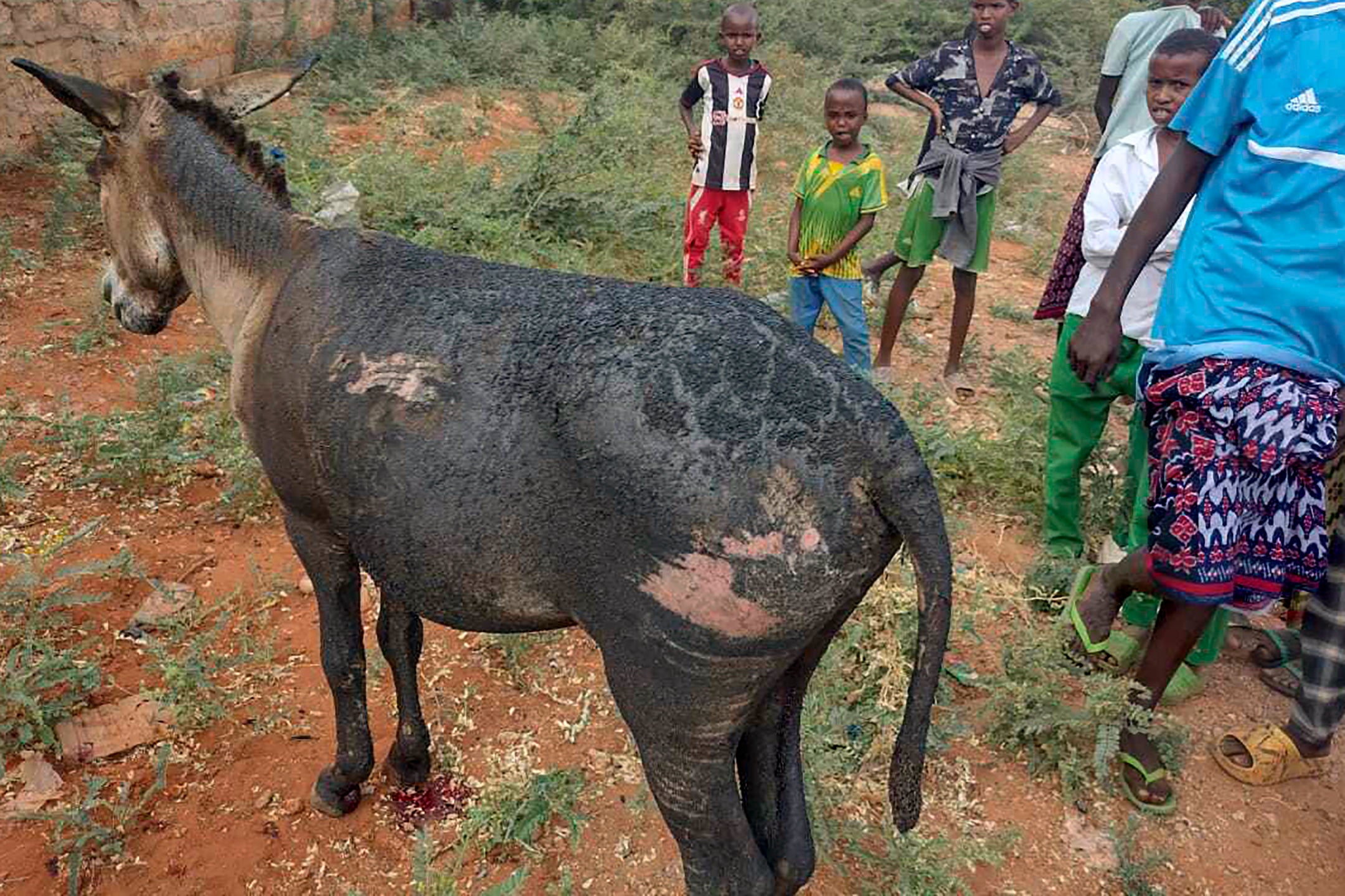 KENIA-BURRO BOMBA