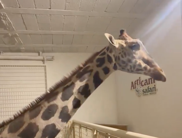 ¡Bienvenido a casa, Benito! Jirafa es trasladada con éxito de Ciudad Juárez a Puebla