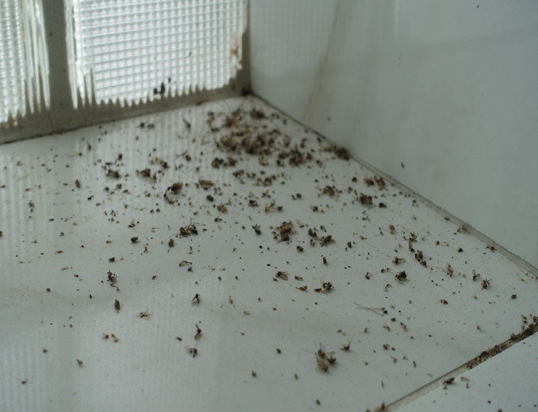 Los inspectores también encontraron fugas en las ventanas y decenas de insectos muertos