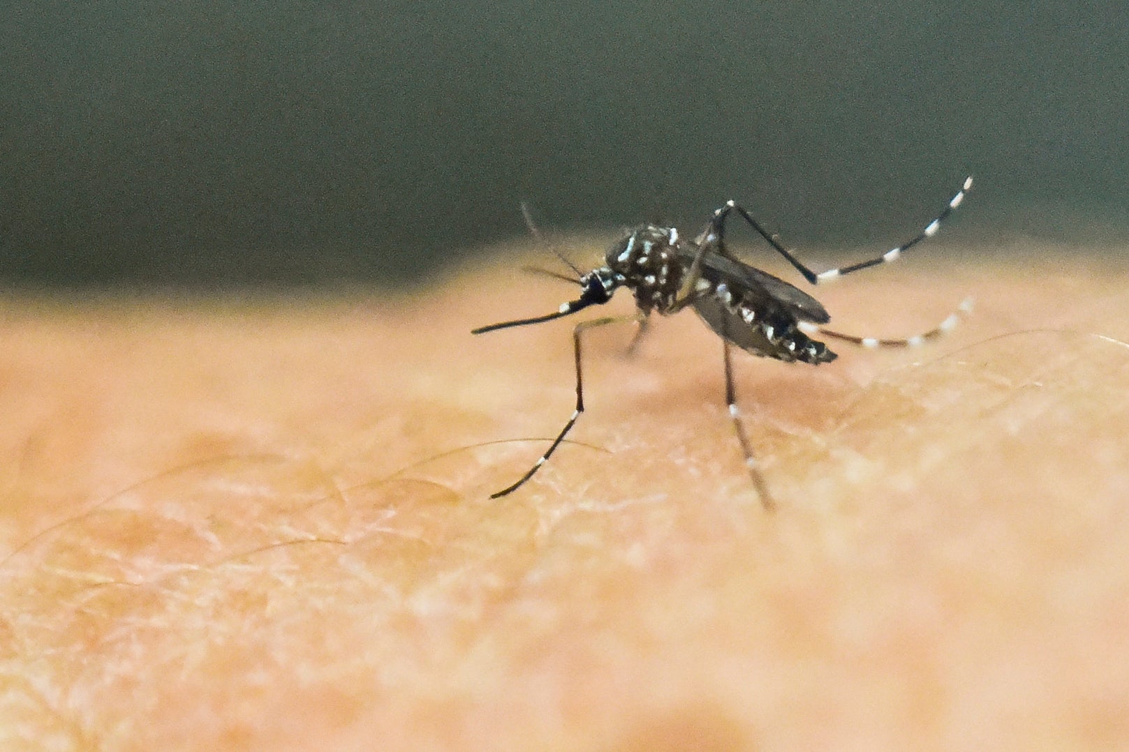 Este año se han registrado casi 9,7 millones de casos de dengue en América, más que en todo 2023.