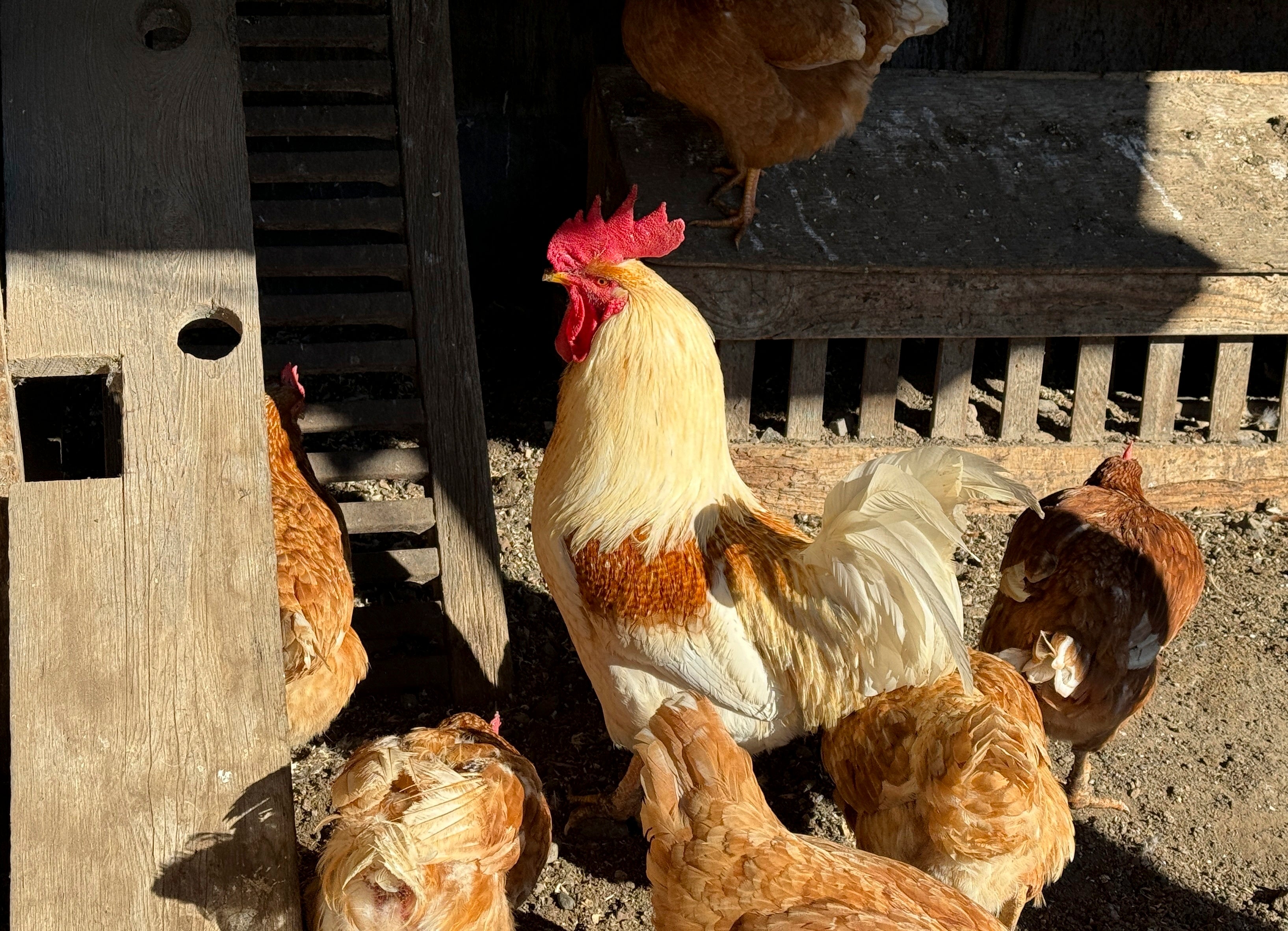 En México, se registraron casos de gripe aviar a causa de la cepa H5N2 en aves de corral; sin embargo, la primera persona fallecida no estuvo expuesto a dichos animales