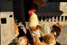 México: confirman la primera muerte por gripe aviar H5N2 en el mundo