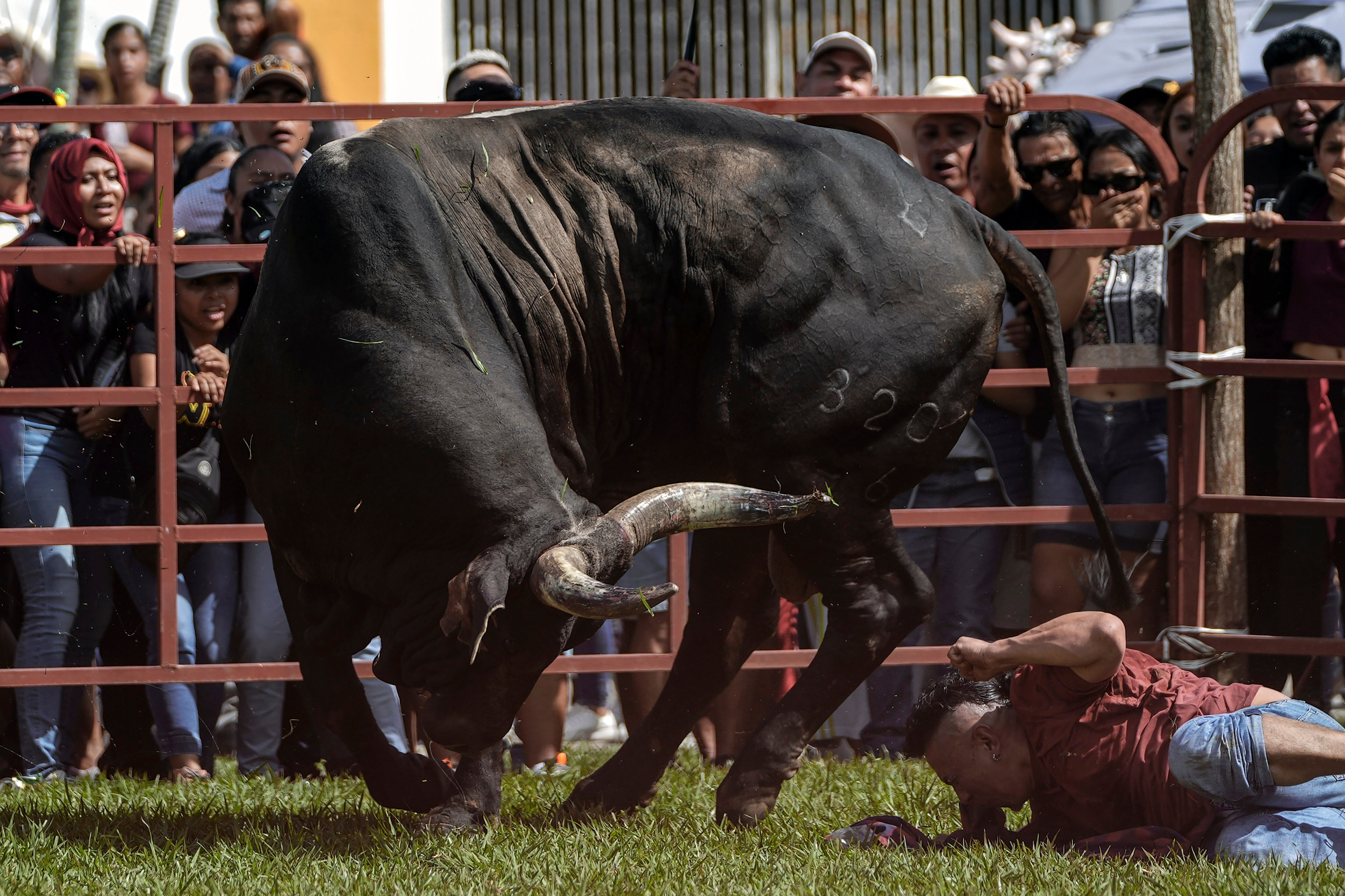 Un juerguista se cae tras provocar a un toro durante una fiesta en honor a la Virgen de la Candelaria, en Tlacotalpan, estado de Veracruz, México, el jueves