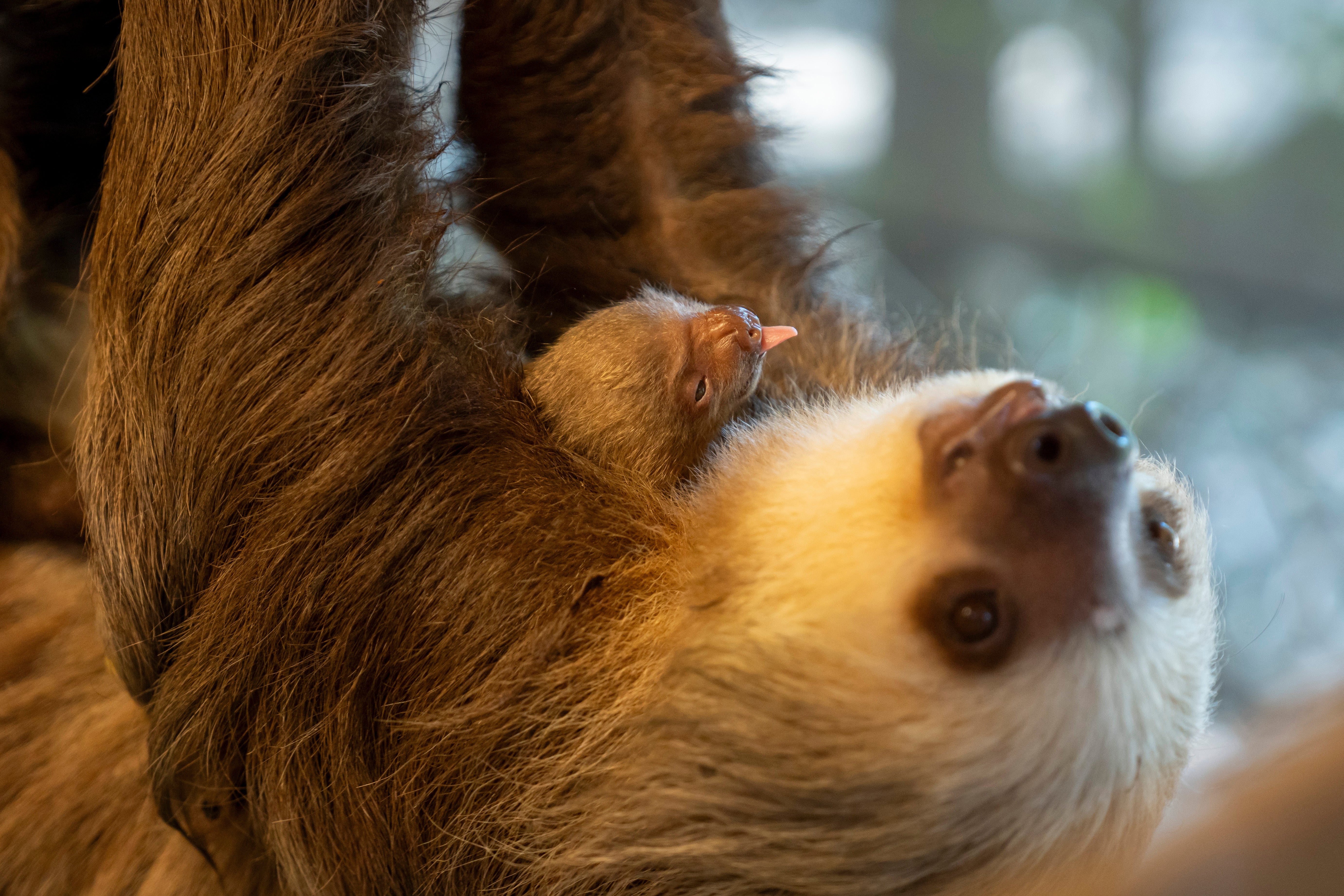 CACHORRO DE PEREZOSO