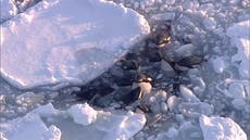 Una manada de orcas atrapadas en hielo a la deriva al norte de Japón habría escapado
