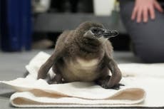 Nacen 10 crías de pingüino africano en el museo de ciencias de San Francisco en poco más de un año