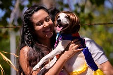 Perros disfrazados participan en el Carnaval de Río
