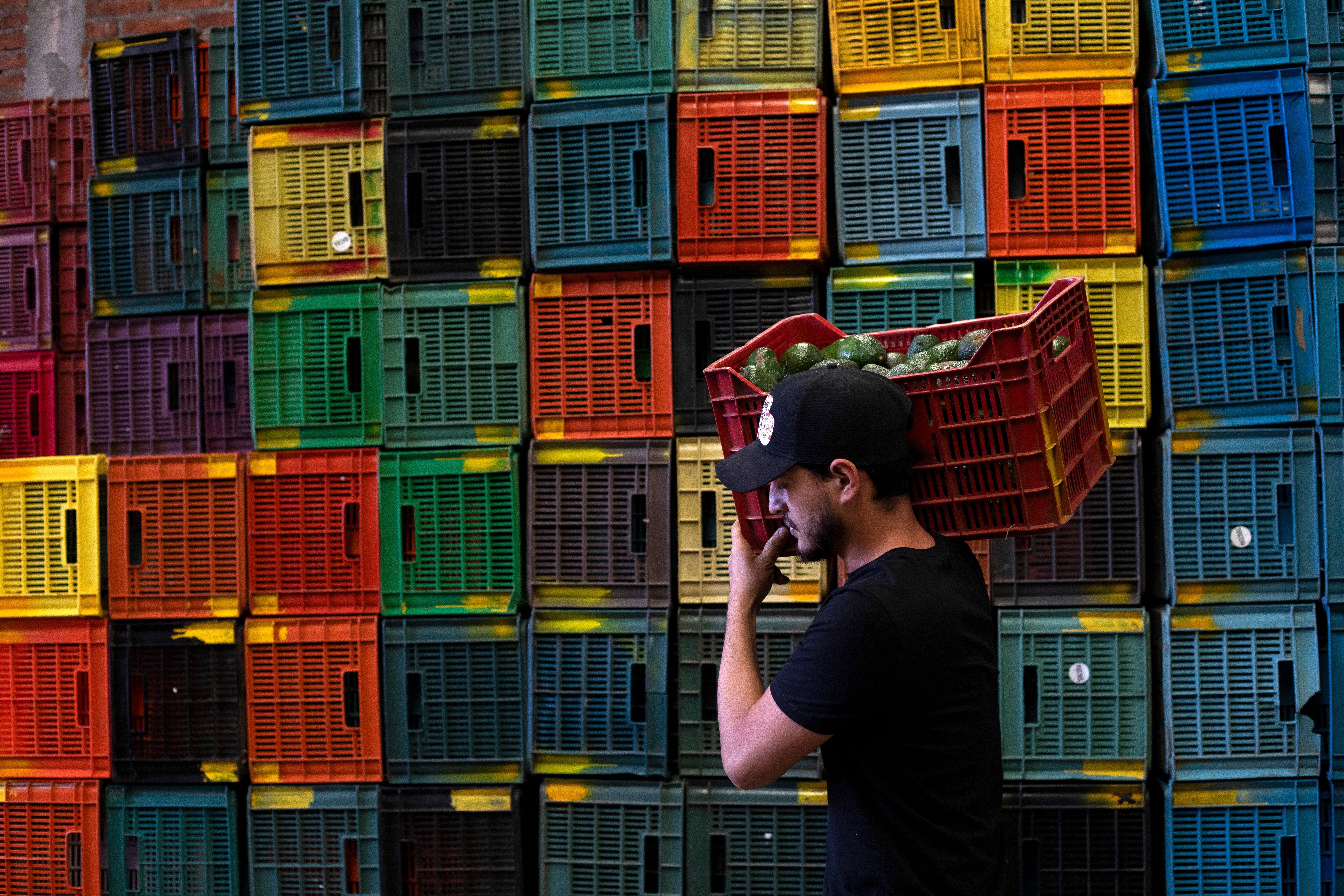 MÉXICO-PROBLEMAS CON AGUACATES