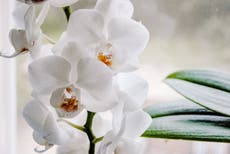 Si tienes orquídeas y buscas el amor, esto es lo que debes hacer según el Feng Shui
