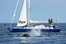 Buscan en EEUU imponer normas sobre velocidad de buques para salvar ballenas